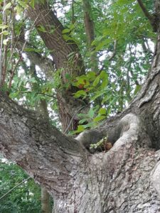 een notenboom met een gat tussen de takken op de achtergrond een eik