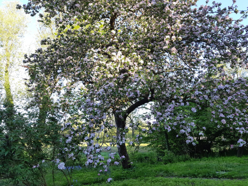 een appelboom in mei in volle bloei,